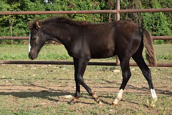 project-pony