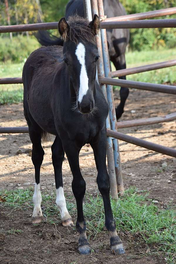 foal-pony
