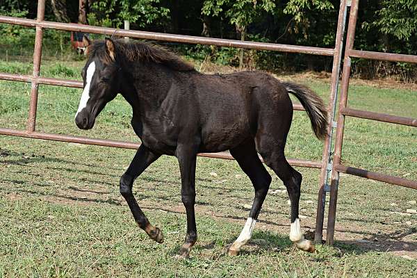 riding-pony