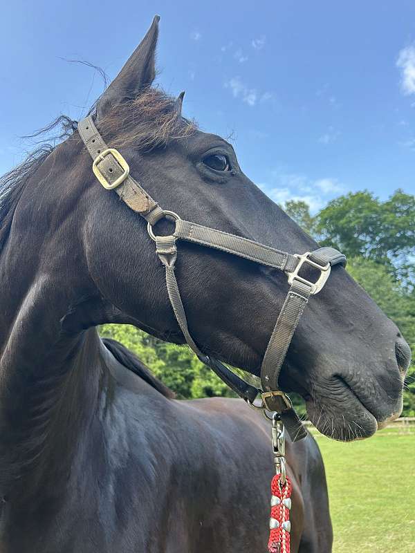 dressage-dutch-warmblood-horse