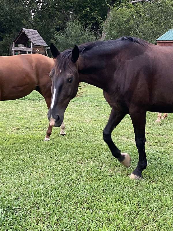english-pleasure-dutch-warmblood-horse