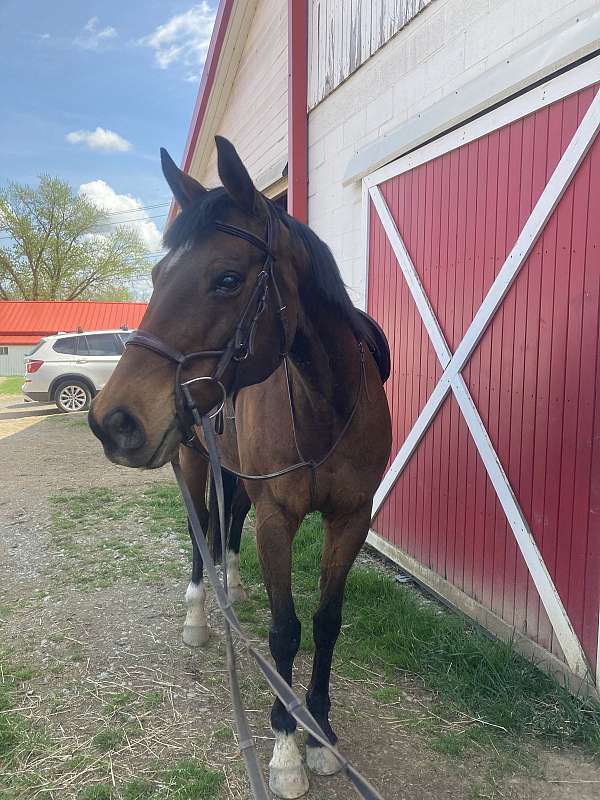 star-horse