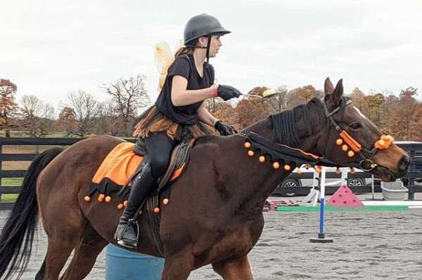 bay-star-horse