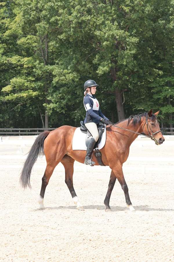 all-around-thoroughbred-horse
