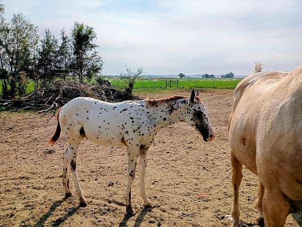 character-appaloosa-horse