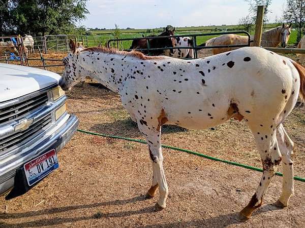 lucky-appaloosa-horse