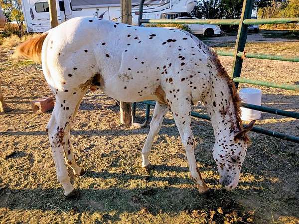 red-dun-leopard-horse