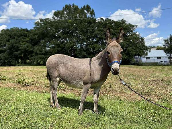 donkey-gelding