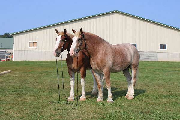 red-roan-white-strip-legs-horse