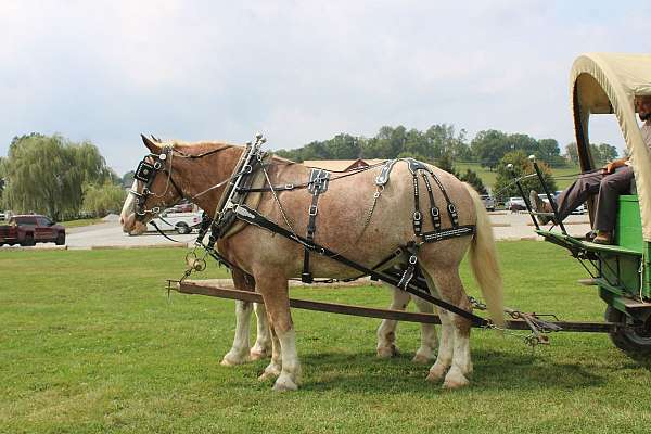 all-around-draft-horse