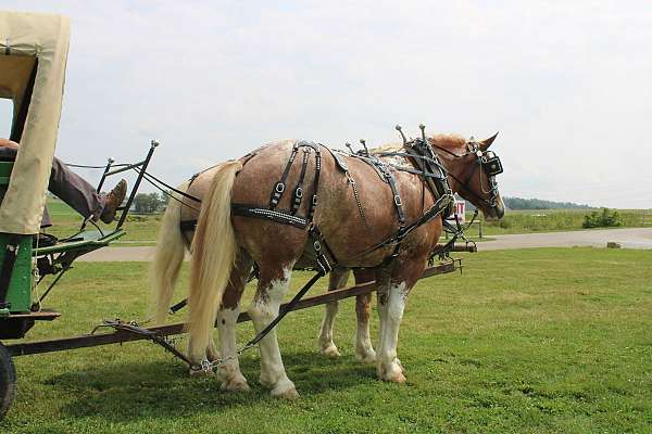 beginner-draft-horse