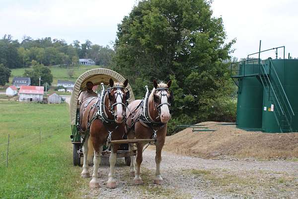 driving-draft-horse