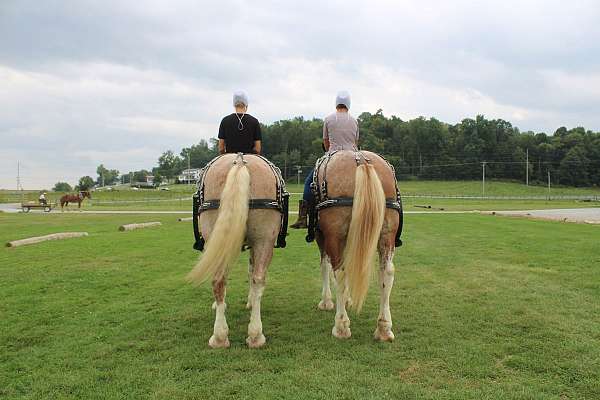 experienced-draft-horse