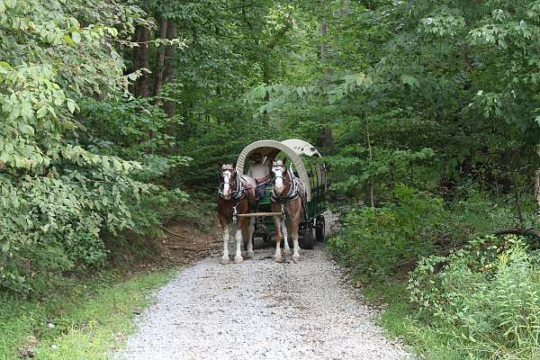 finished-draft-horse