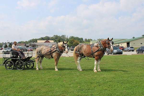 harness-draft-horse