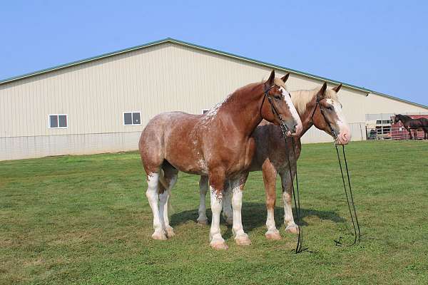 husband-safe-draft-horse