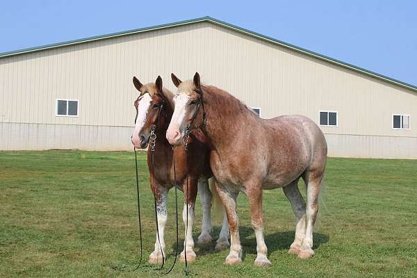 kid-safe-draft-horse