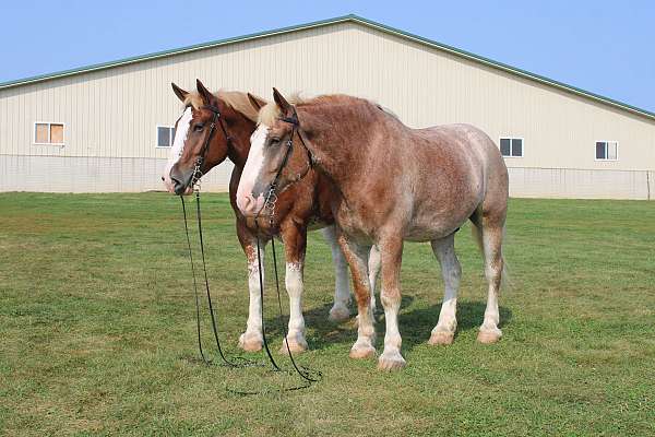 lesson-draft-horse