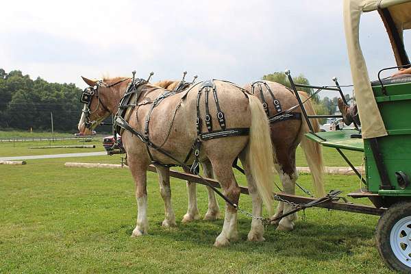 parade-draft-horse