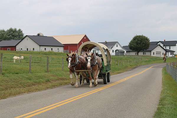 playday-draft-horse