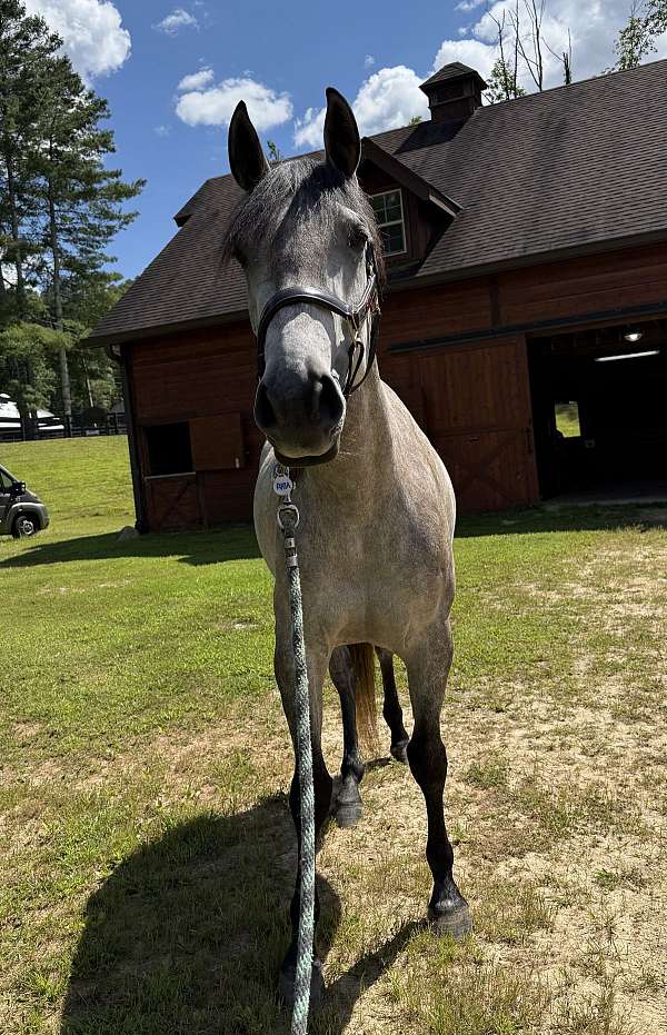azteca-mare-lusitano-horse