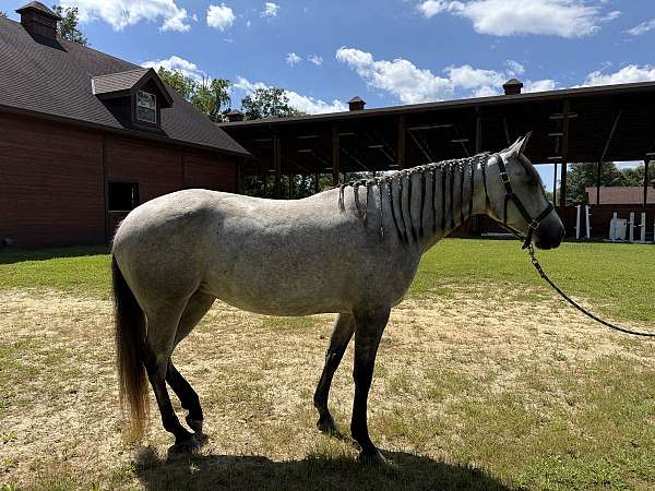 basics-lusitano-horse