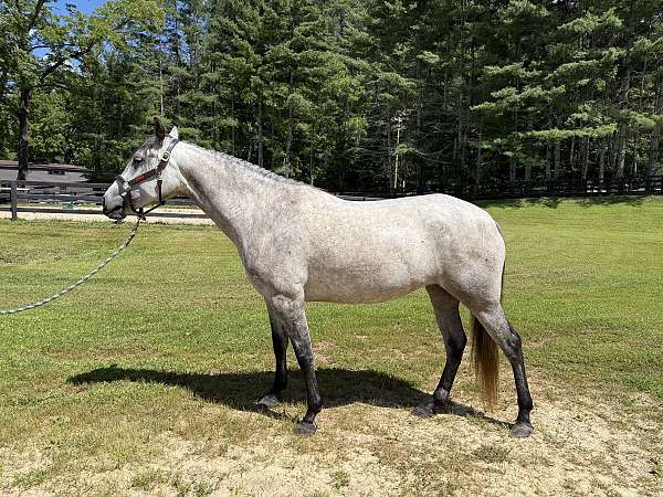 broodmare-prospect-lusitano-horse