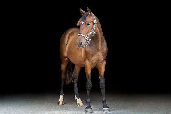 grey-ancce-yearling
