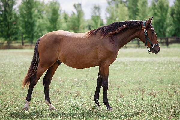 ancce-yearling