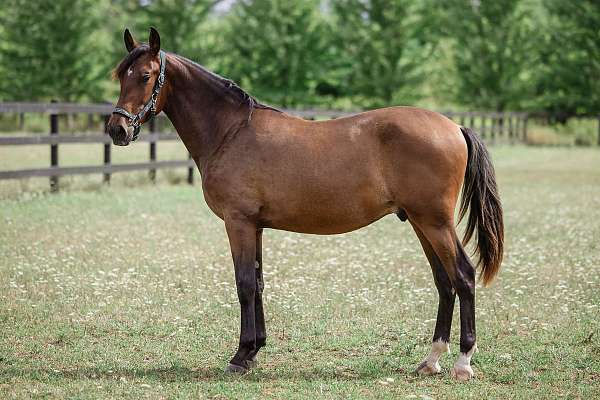 all-around-andalusian-horse
