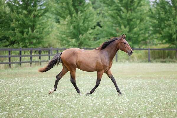 dressage-andalusian-horse