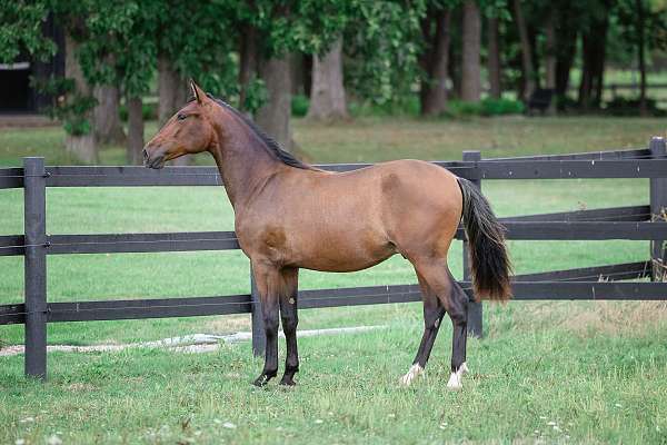 equitation-andalusian-horse