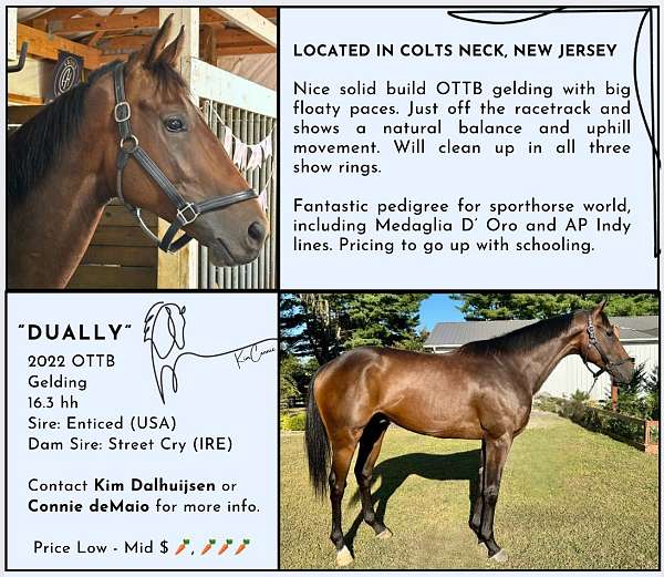 thoroughbred-gelding