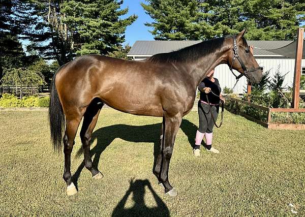 thoroughbred-horse-for-sale