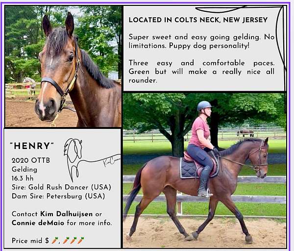 thoroughbred-horse-for-sale
