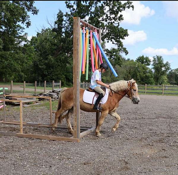 all-around-haflinger-horse