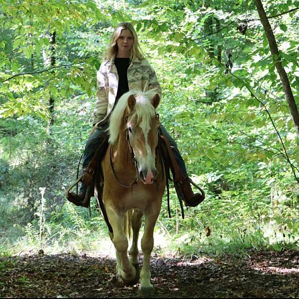 athletic-haflinger-horse