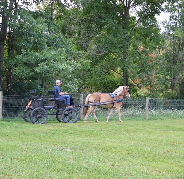 beginner-haflinger-horse
