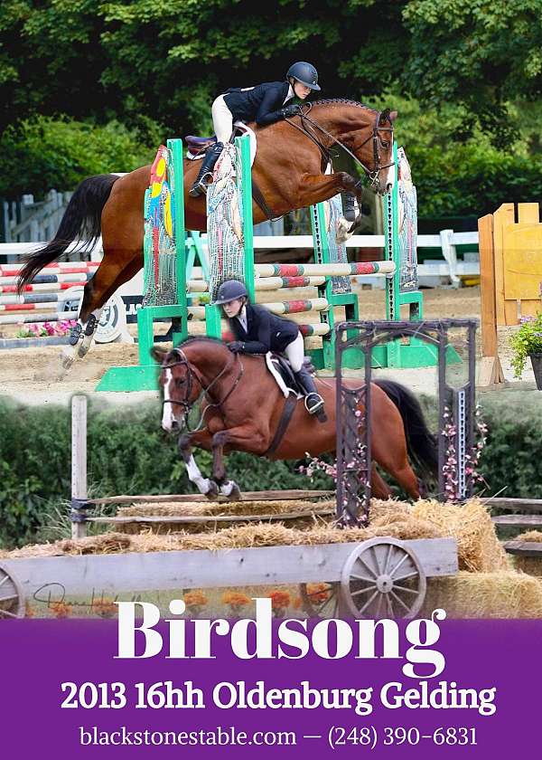 athletic-oldenburg-horse