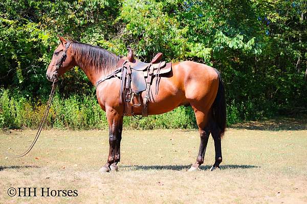 all-around-quarter-horse