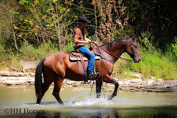 athletic-quarter-horse