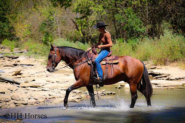 beginner-quarter-horse