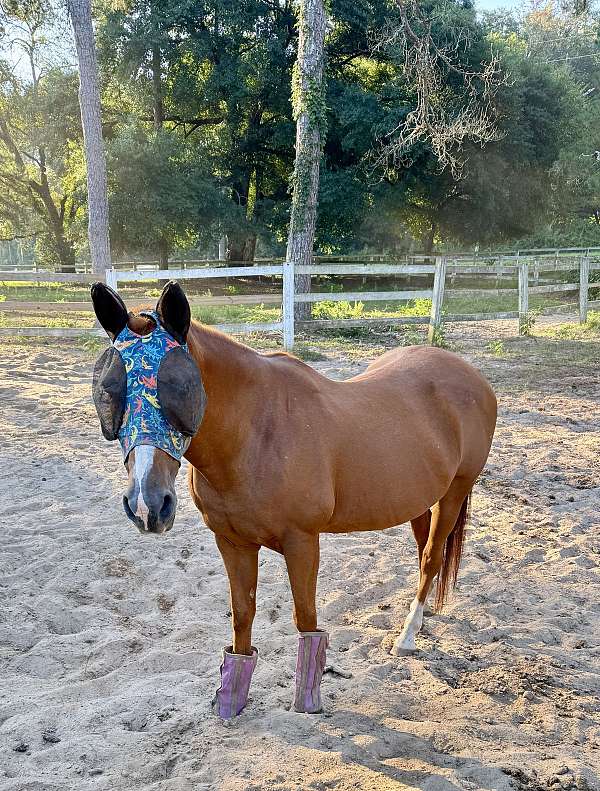 pony-for-sale