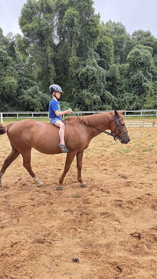 pony-mare