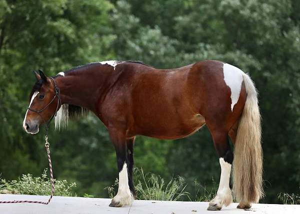 tobiano-classical-horse