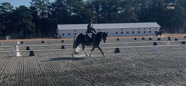 all-around-gypsy-vanner-horse