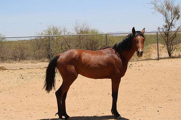 white-star-snip-horse