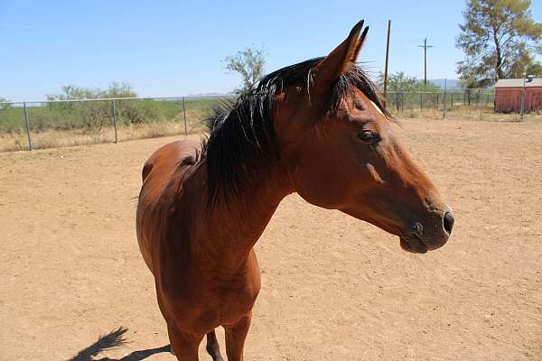 bay-white-star-snip-horse