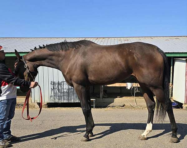 breeding-thoroughbred-horse