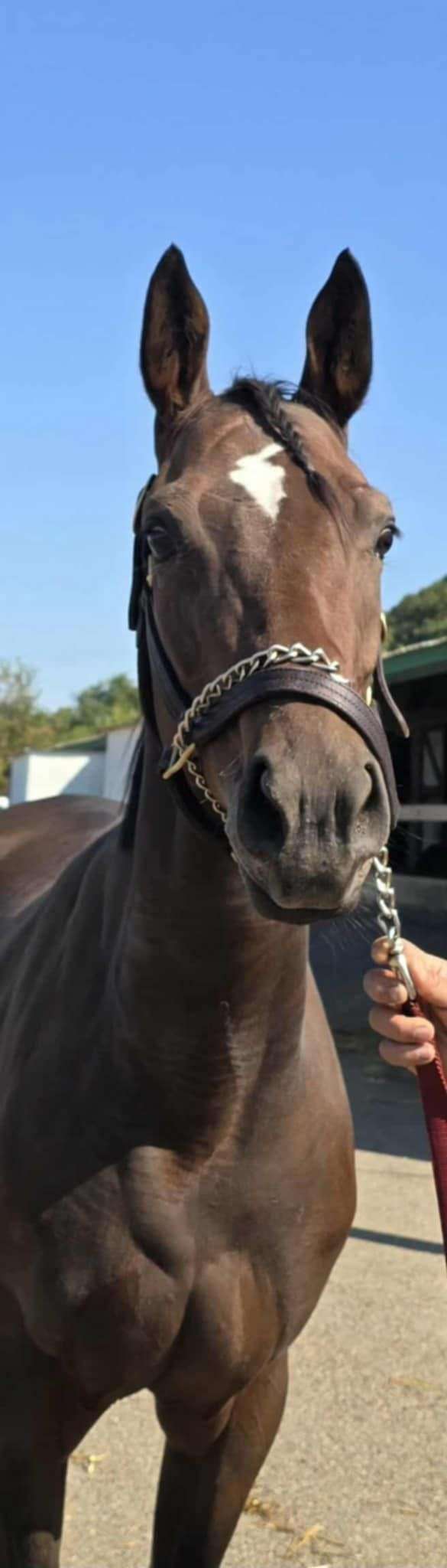 bay-breeding-horse
